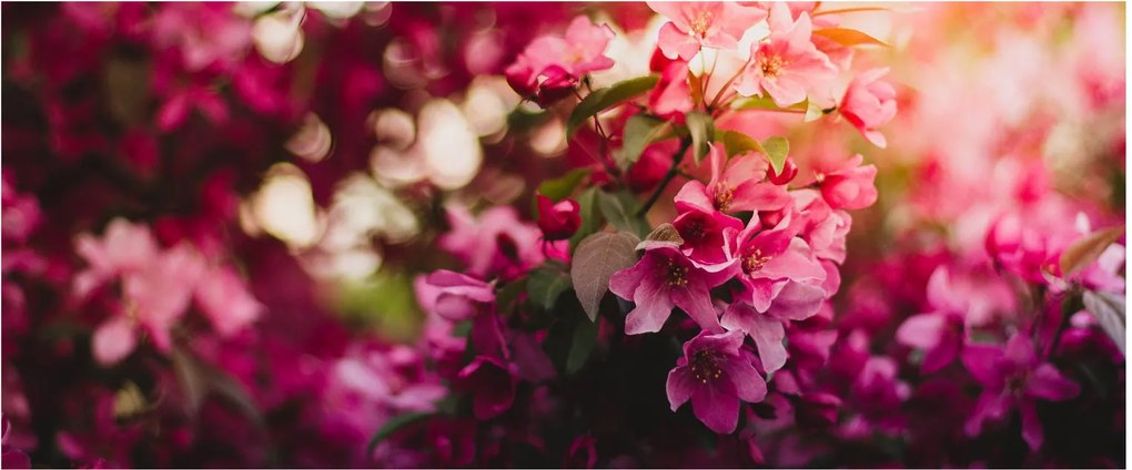 Tablou cu florile tufișului înflorit (120x50 cm)