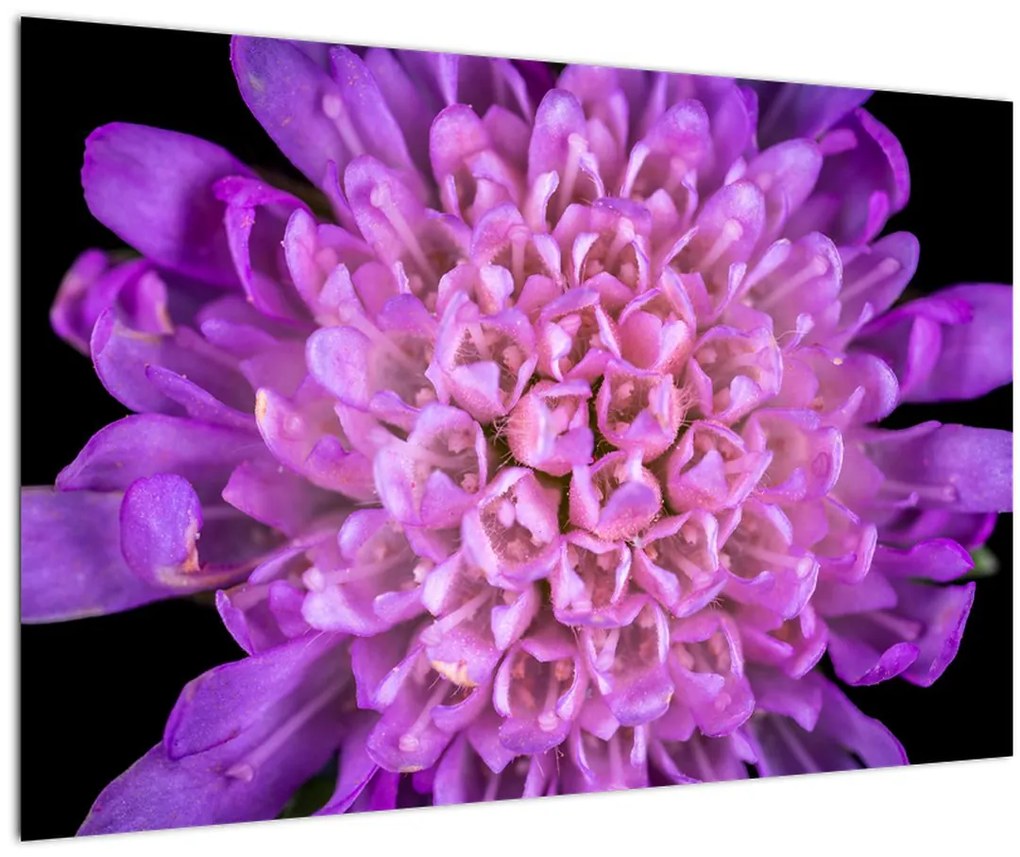 Tablou detailat cu floare (90x60 cm)