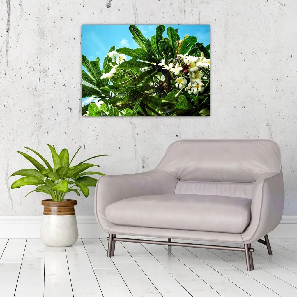 Tablou pe sticlă - Plumeria (70x50 cm)