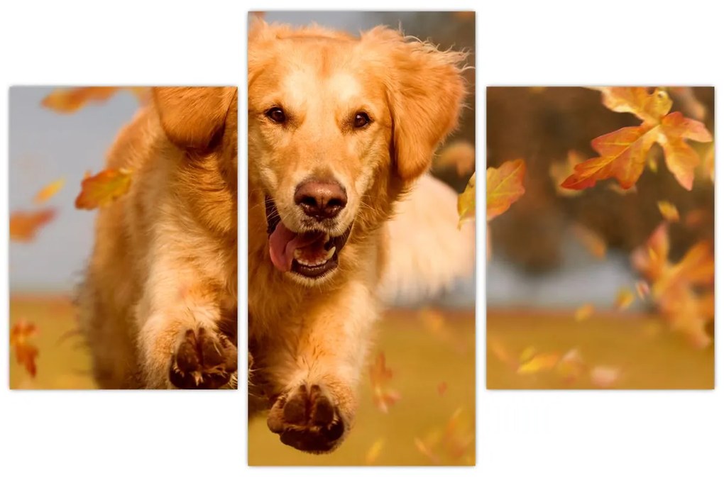 Tablou - Golden Retriever (90x60 cm)