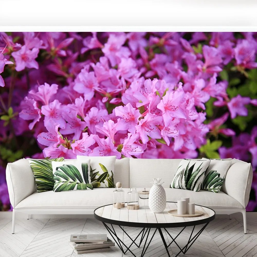 Fototapet Rhododendron roz