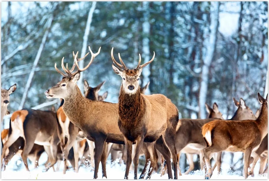 Tablou - Turma de căprioare (90x60 cm)