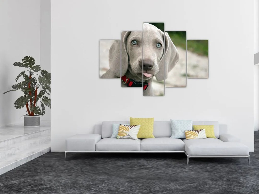Tablou - cățeluș weimaraner (150x105 cm)