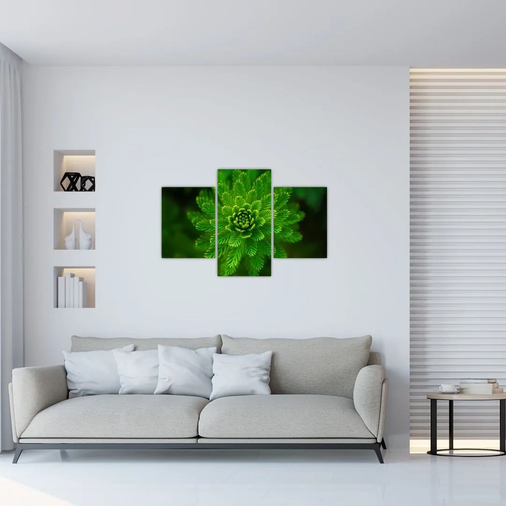 Tablou cu coniferi (90x60 cm)