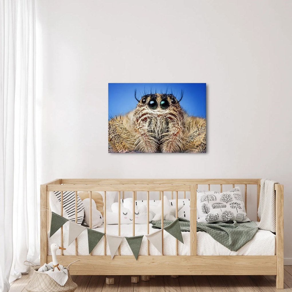 Tablou cu detalii a unui pâianjen (70x50 cm)