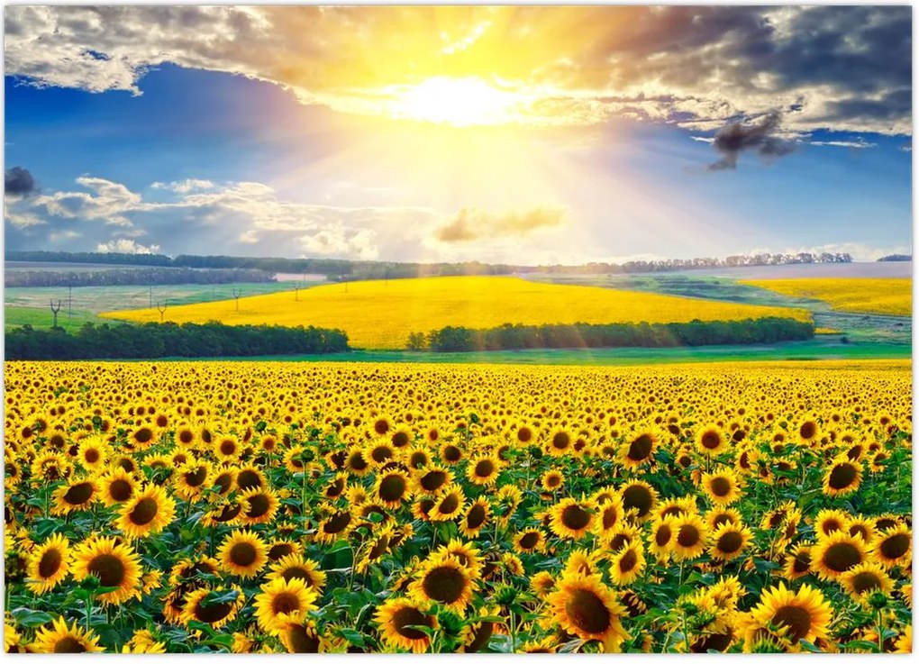 Tablou - Câmp cu floarea soarelui (70x50 cm)