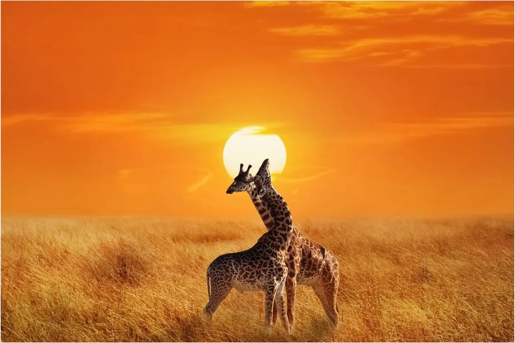 Tablou - Girafe în Parcul Național Serengeti (90x60 cm)
