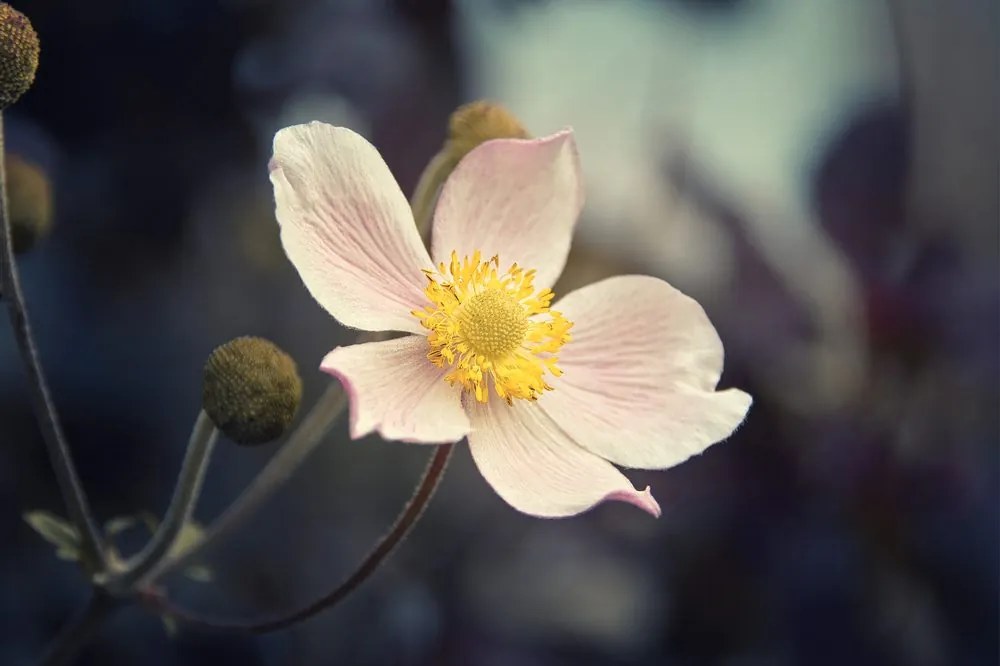 Fototapet delicatețea floarelui
