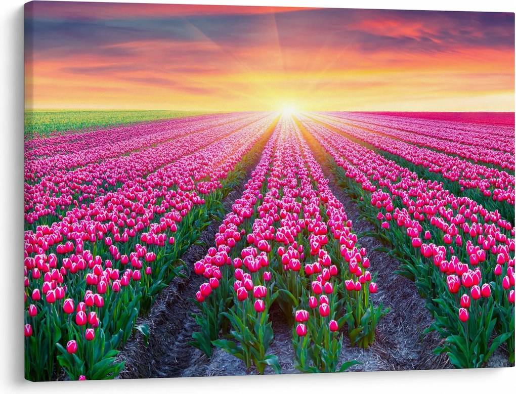 Tablou cu câmp de lalele cu soare (70x50 cm)