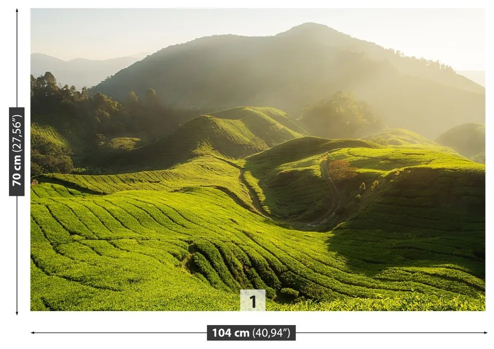 Fototapet Tea Plantation