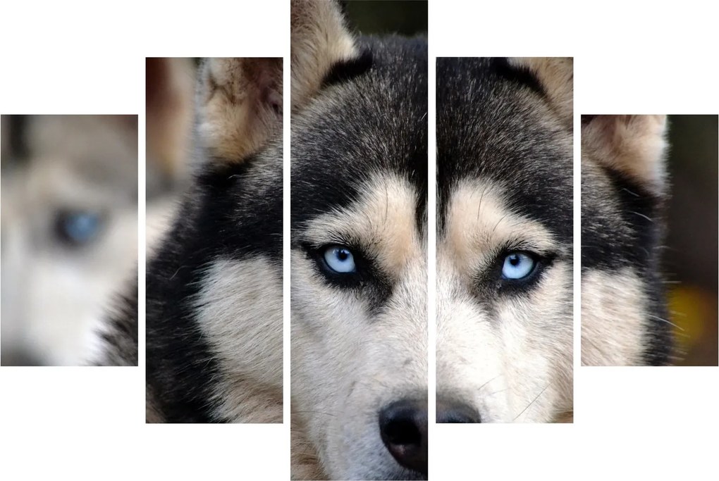 Tablou cu câinele husky (150x105 cm)