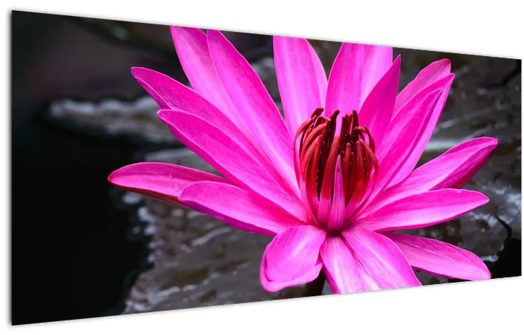 Tablou - floarea roz (120x50 cm)