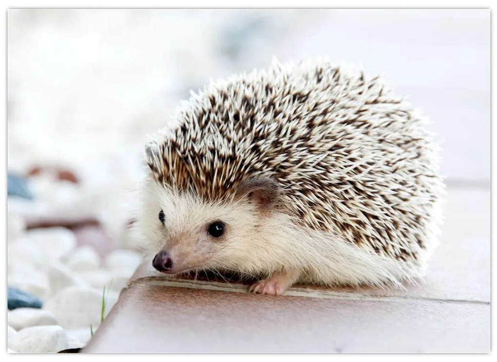 Tablou cu arici (70x50 cm)