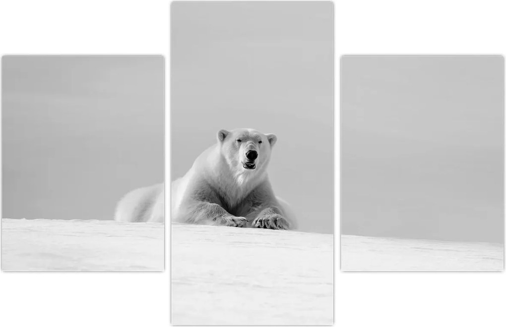 Tablou - Ursul polar (90x60 cm)