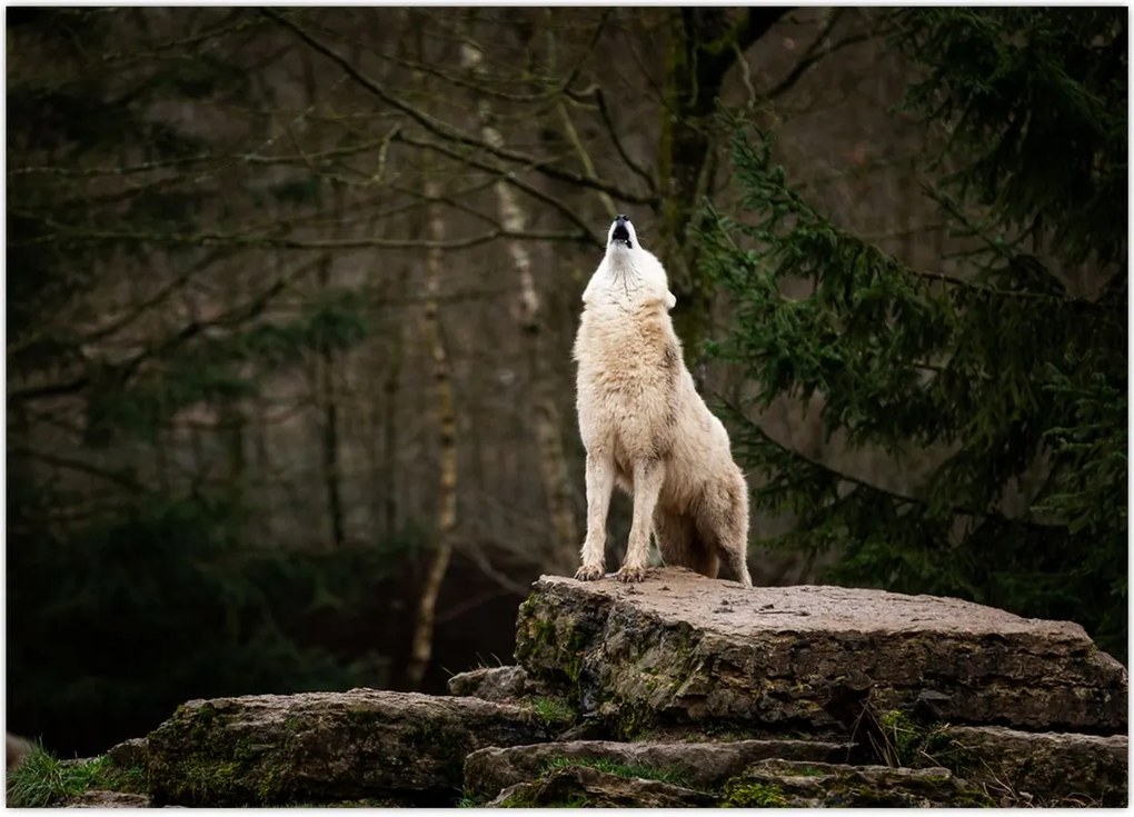 Tablou - Urletul lupului (70x50 cm)