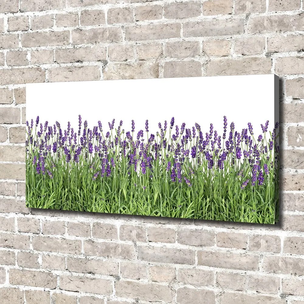 Tablou pe pânză canvas Flori de lavandă
