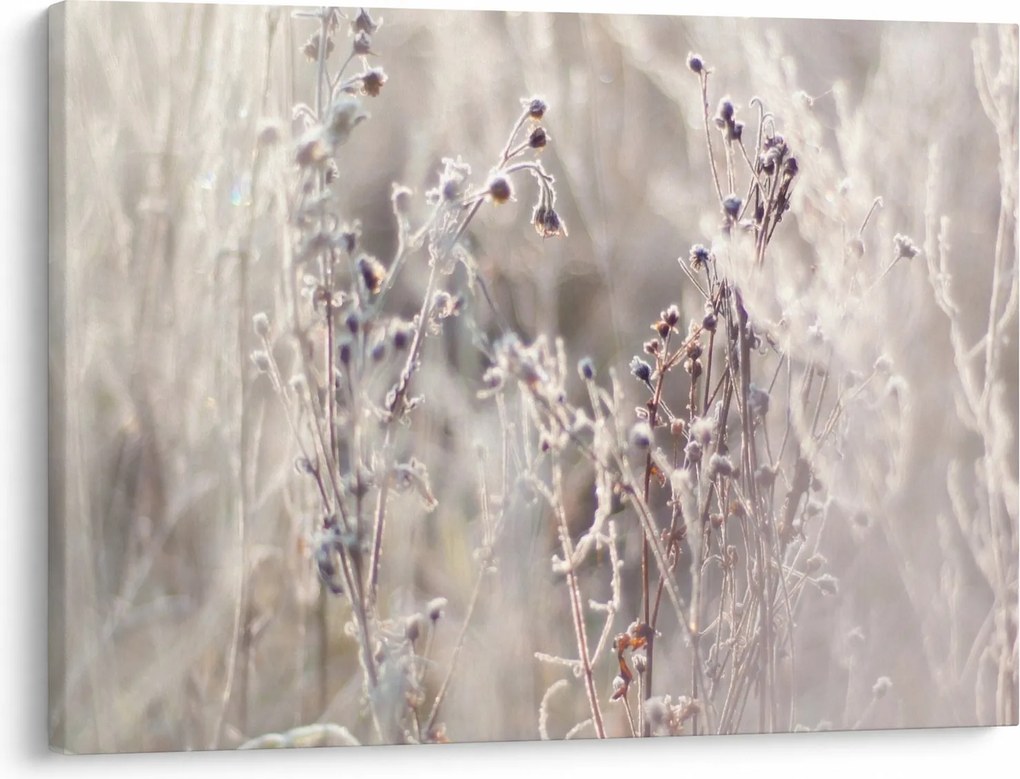 Tablou - Plante (70x50 cm)