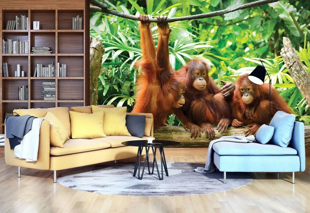 Fototapet - Maimuța (254x184 cm)