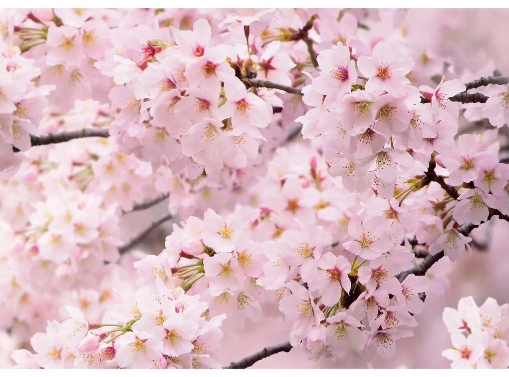 Fototapetă Sakura 180 x 127 cm, 1 parte