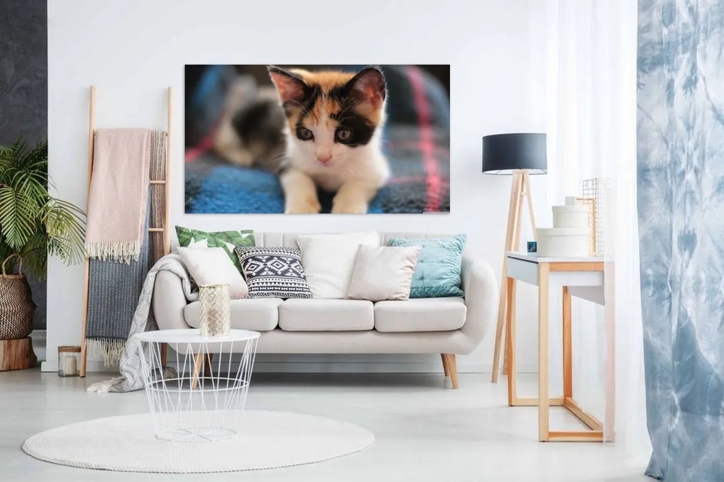 Tablou canvas pisica - 100x60cm