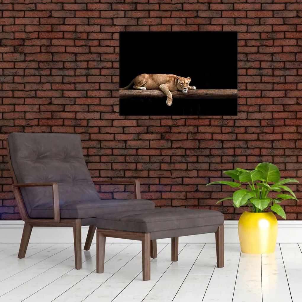 Tablou - Lioness (70x50 cm)