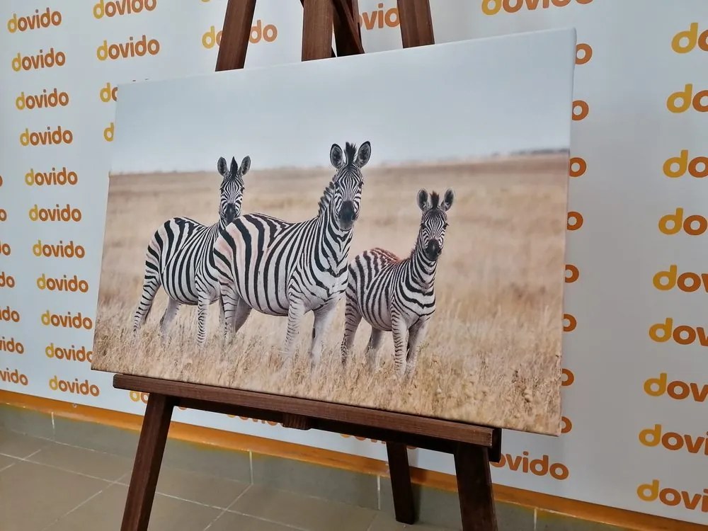 Tablou trei zebre în savana