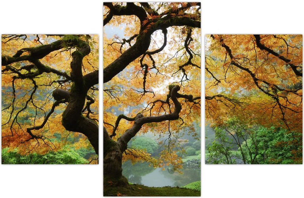 Tablou - Arțarul japonez galben, Portland, Oregon (90x60 cm)