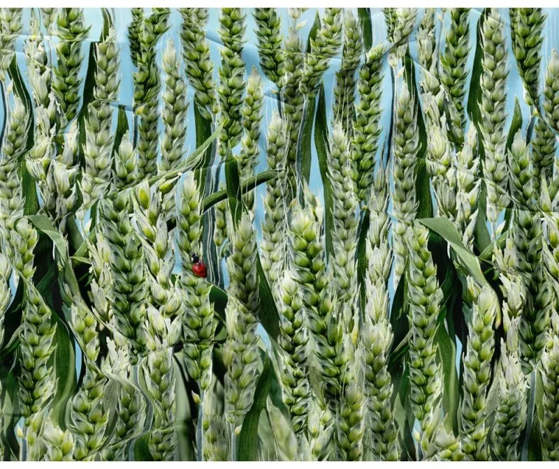 Lenjerie de microfibra POSANA verde Dimensiune lenjerie de pat: 2 buc 70 x 80 cm | 160 x 200 cm