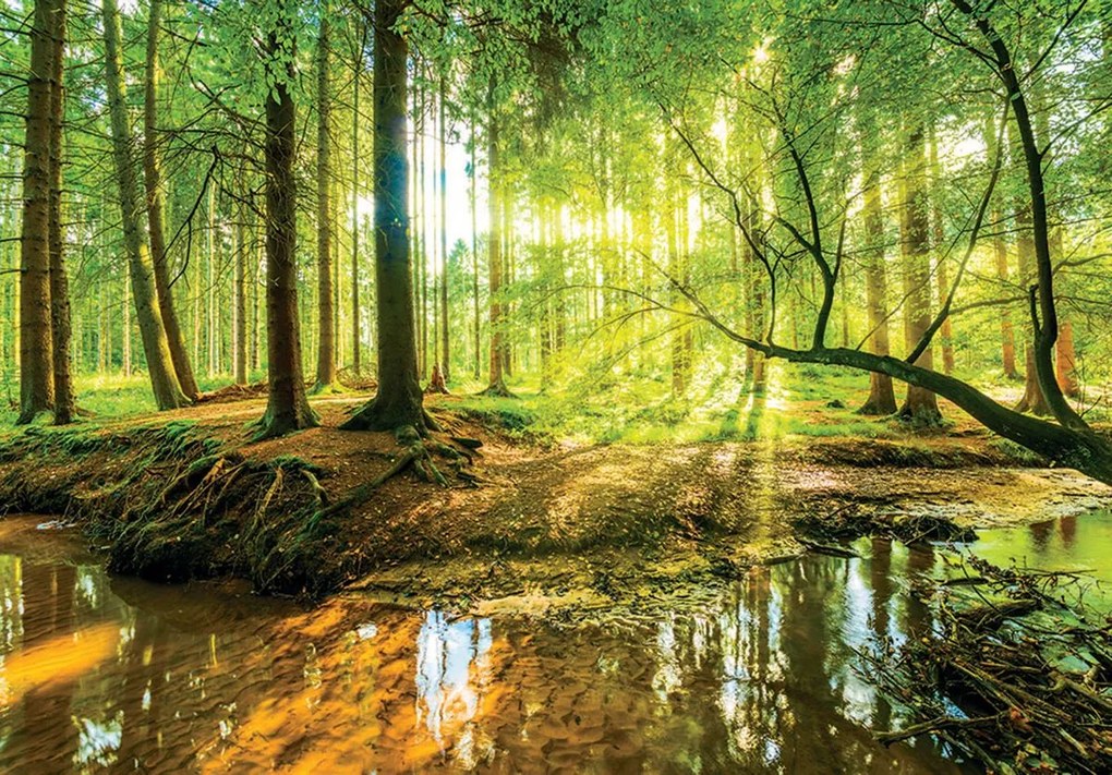 Fototapet - Pădurea însorită (152,5x104 cm)