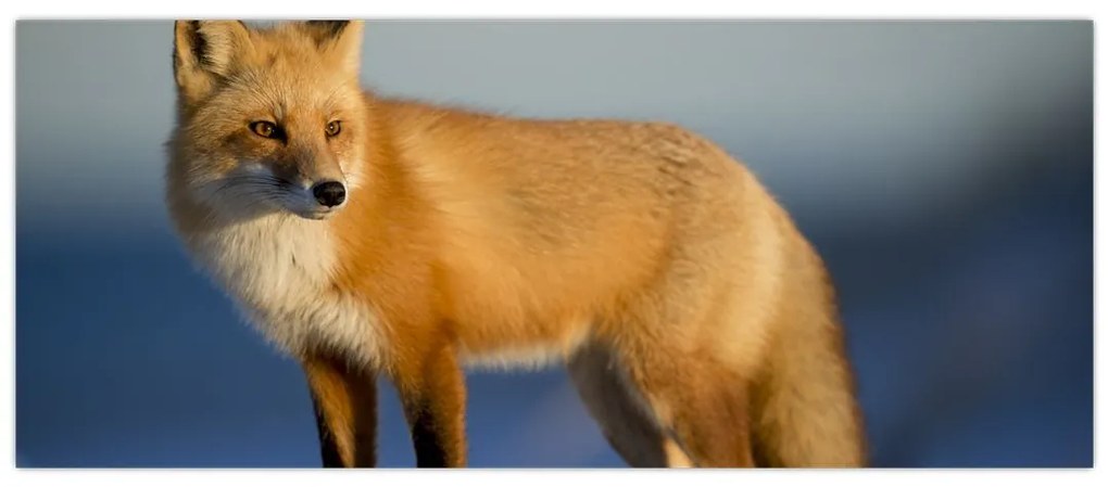 Tablou -Vulpea pe zăpadă (120x50 cm)