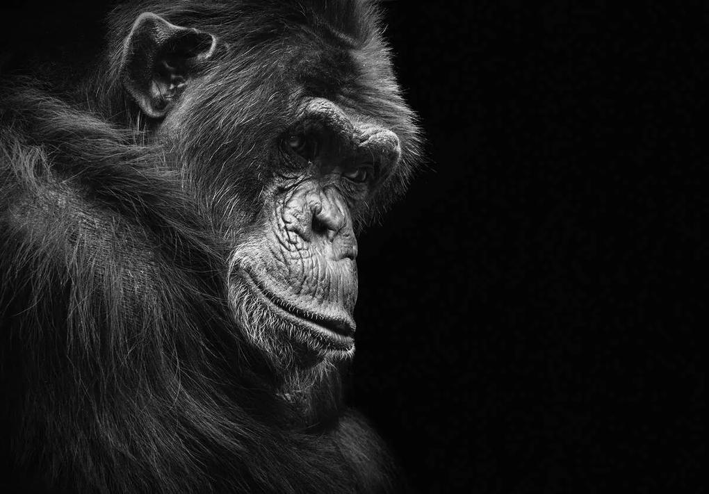 Fototapet - Gorila (152,5x104 cm), în 8 de alte dimensiuni noi