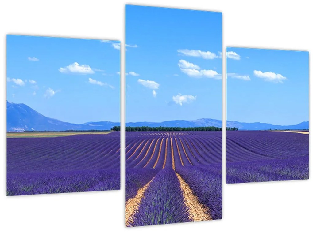 Tablou - Câmp de lavandă (90x60 cm)