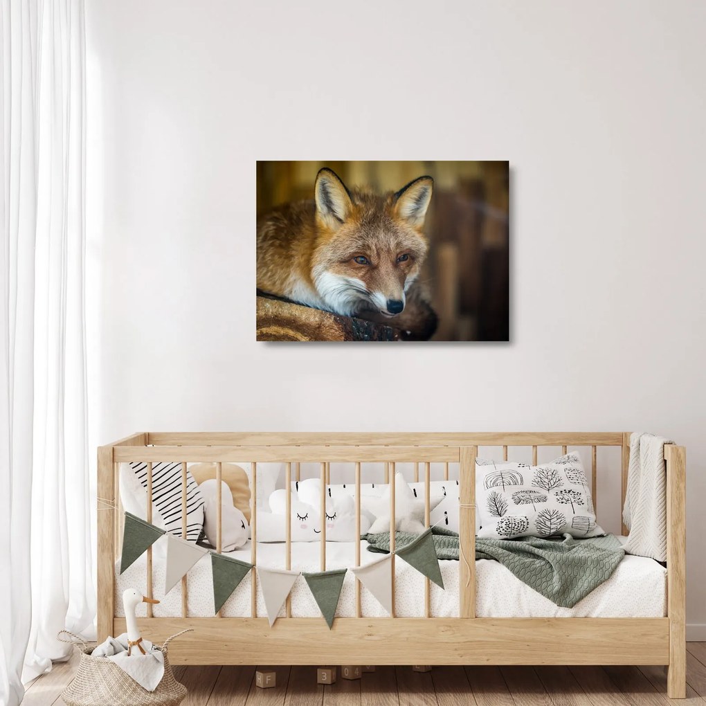 Tablou pe sticlă cu vulpe (70x50 cm)