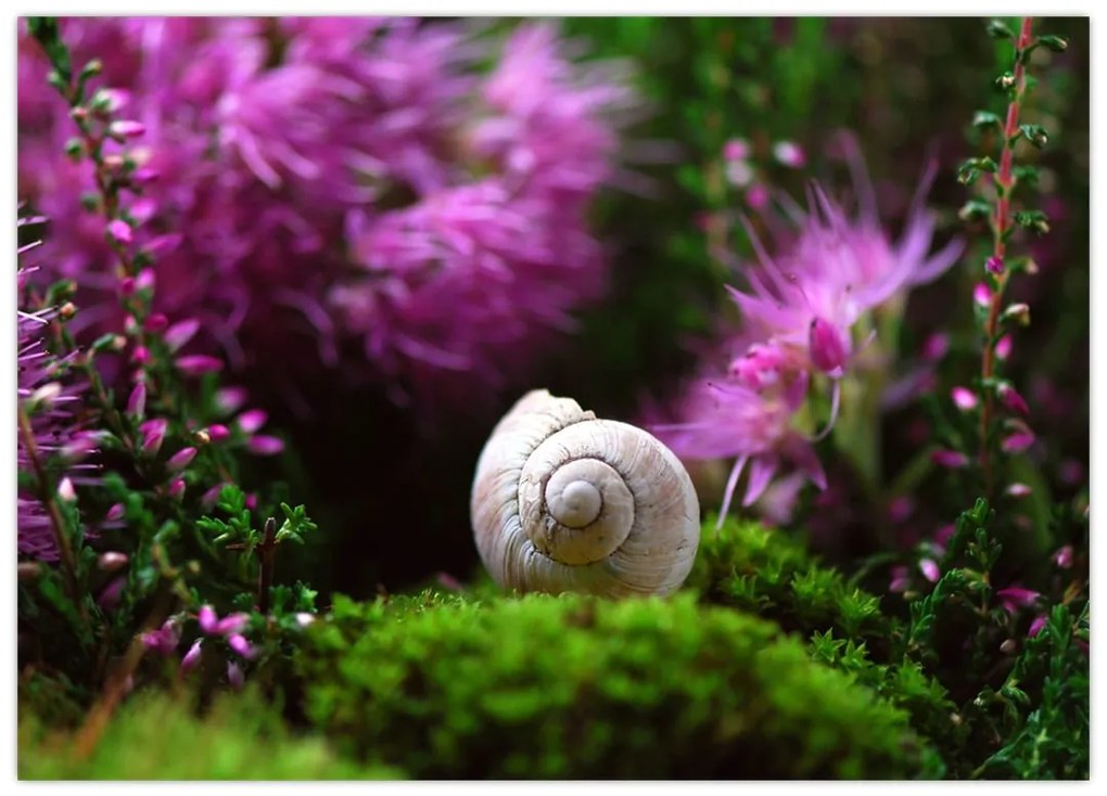 Tablou pe sticlă - Cochilie de melc (70x50 cm)