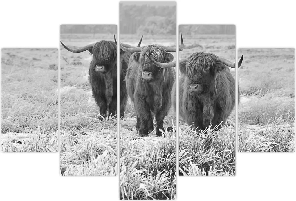 Tablou - Vaci scoțiene,alb-negru (150x105 cm)