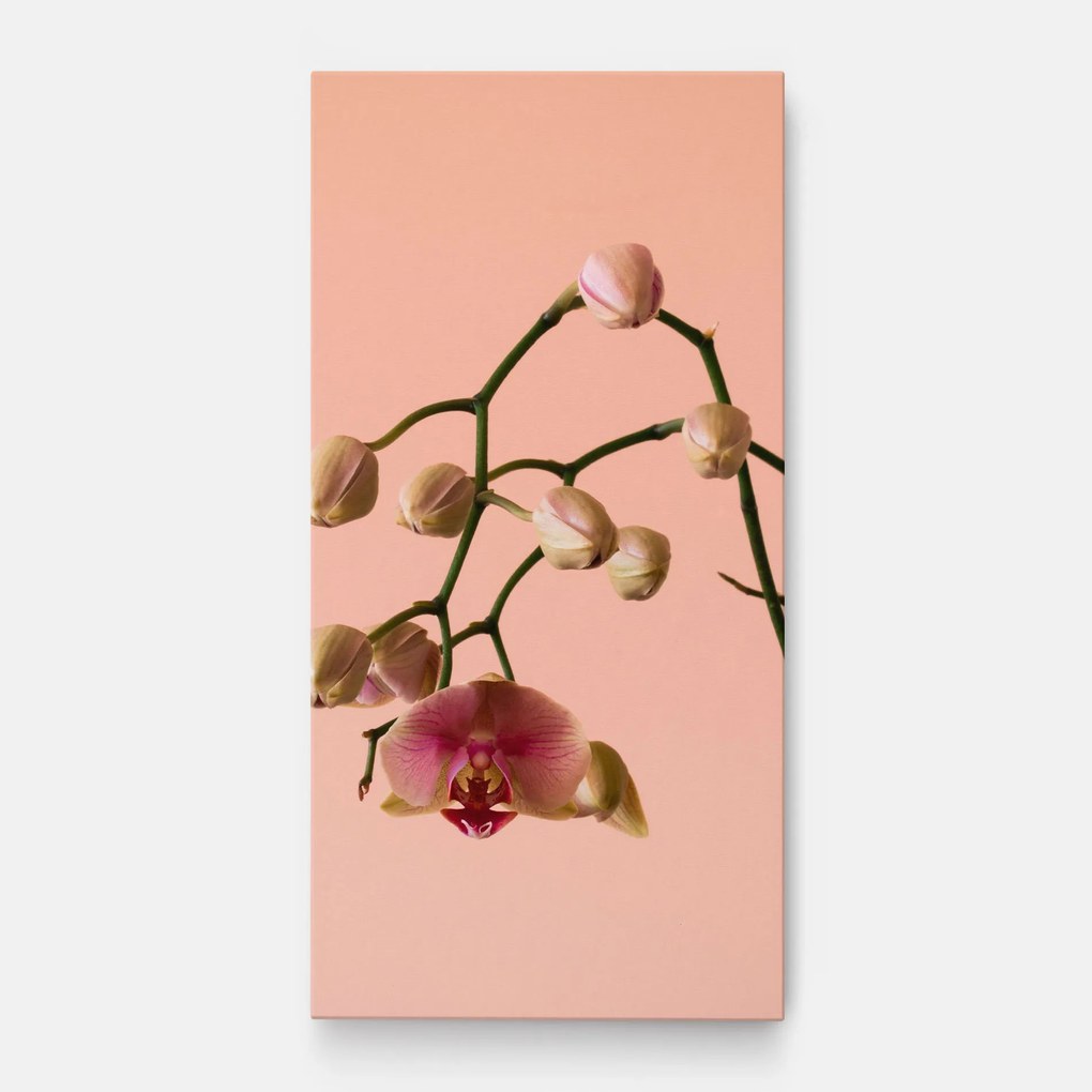 Tablou Canvas, 40x80cm, Dormitor si Living, Flori, Orhidee, Orchids On Pink