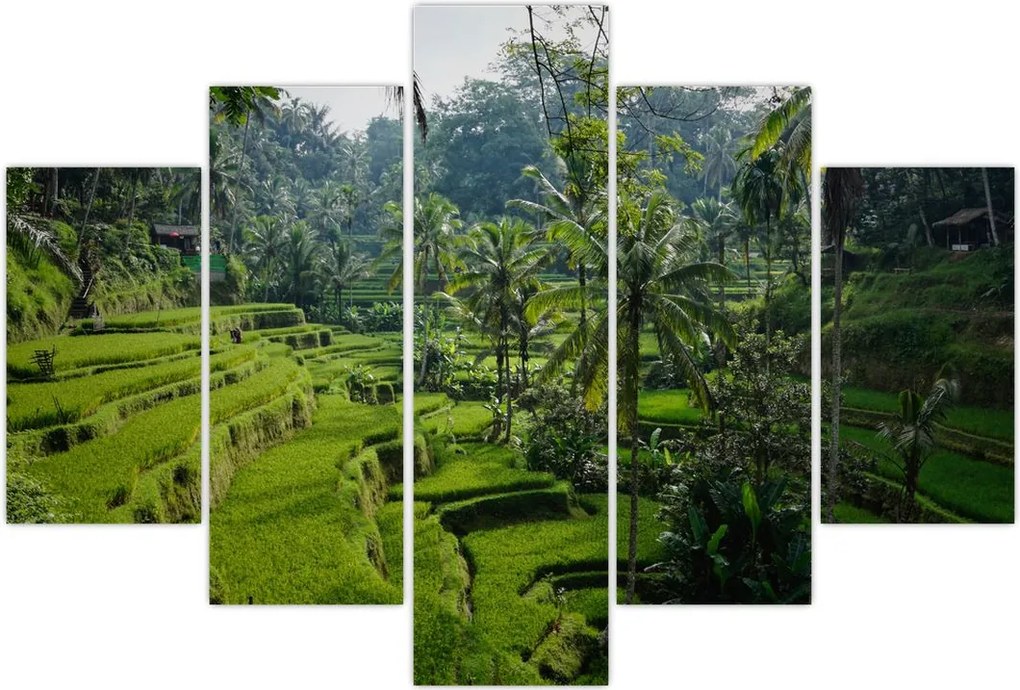 Tablou cu terasele cu orez Tegalalang, Bali (150x105 cm)