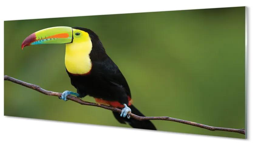 Tablouri acrilice papagal colorat de pe o ramură