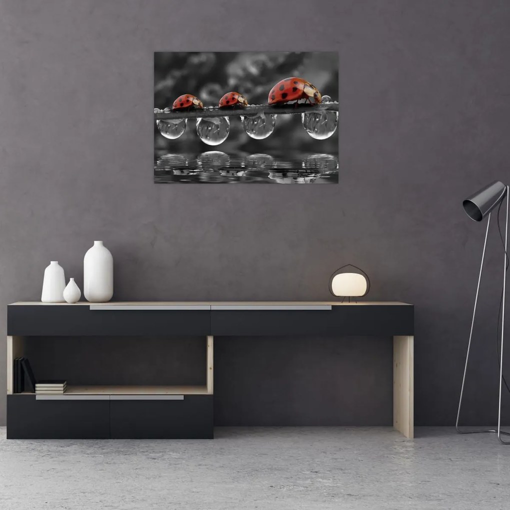 Tablou pe sticlă - Floarea-soarelui, alb și negru (70x50 cm)