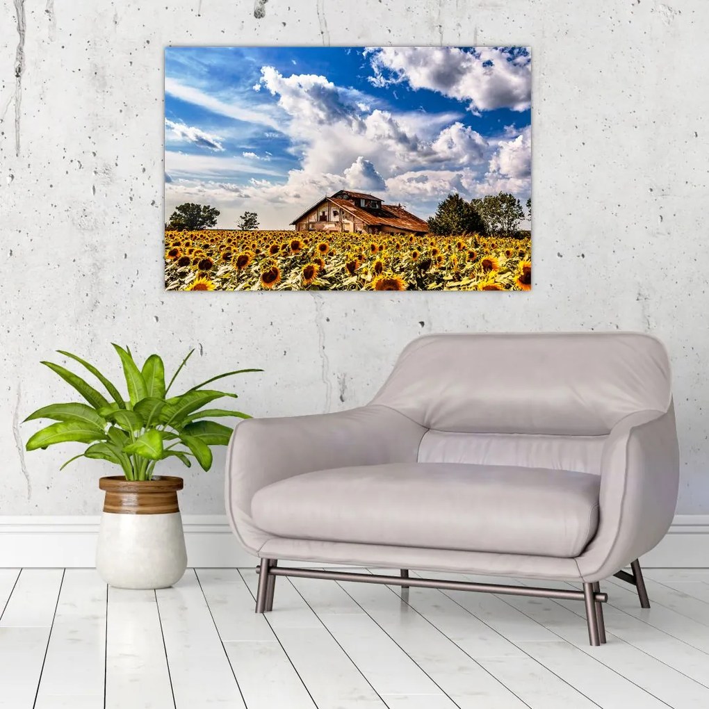 Tablou cu câmp de floarea soarelui (90x60 cm)