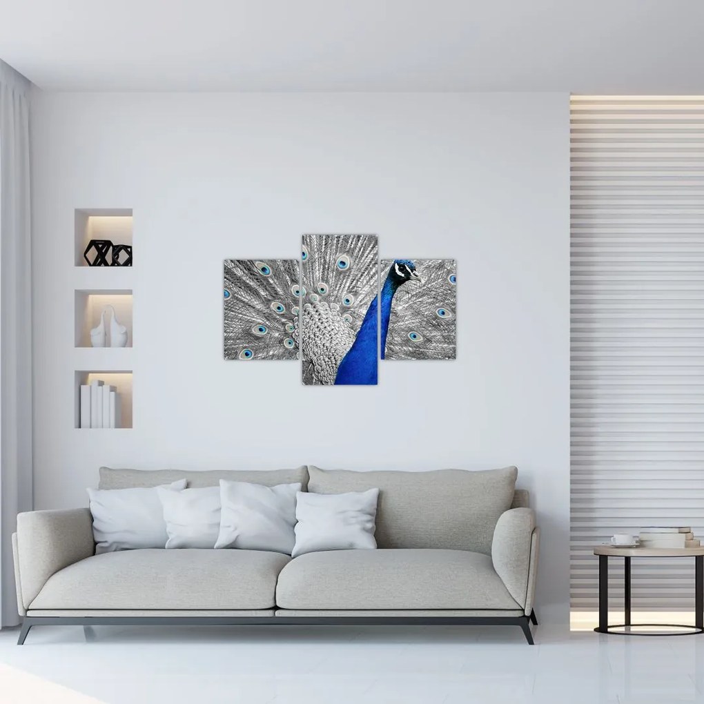 Tablou - păun albastru (90x60 cm)