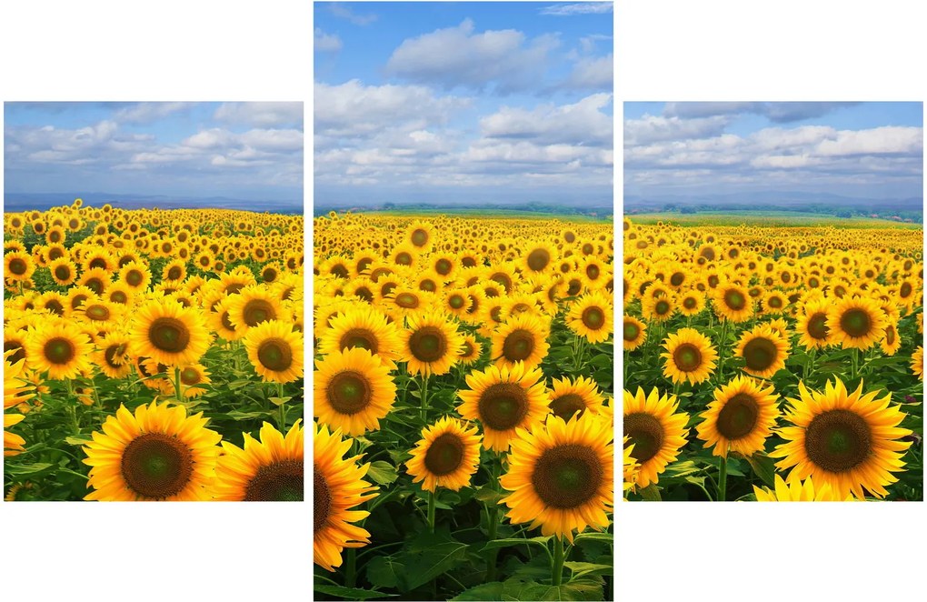 Tablou cu lan de floarea soarelui (90x60 cm)
