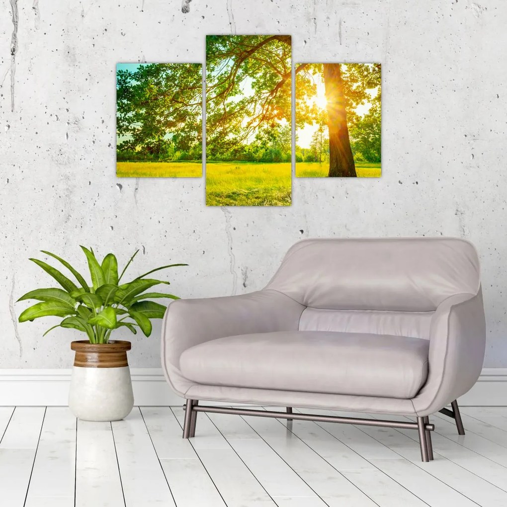 Tablou - Pădurea însorită (90x60 cm)