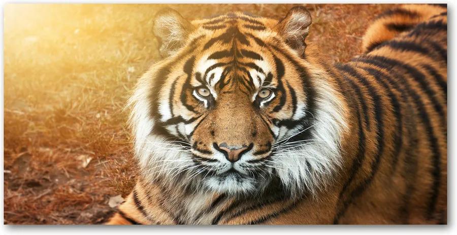 Imagine de sticlă Tigru bengalez
