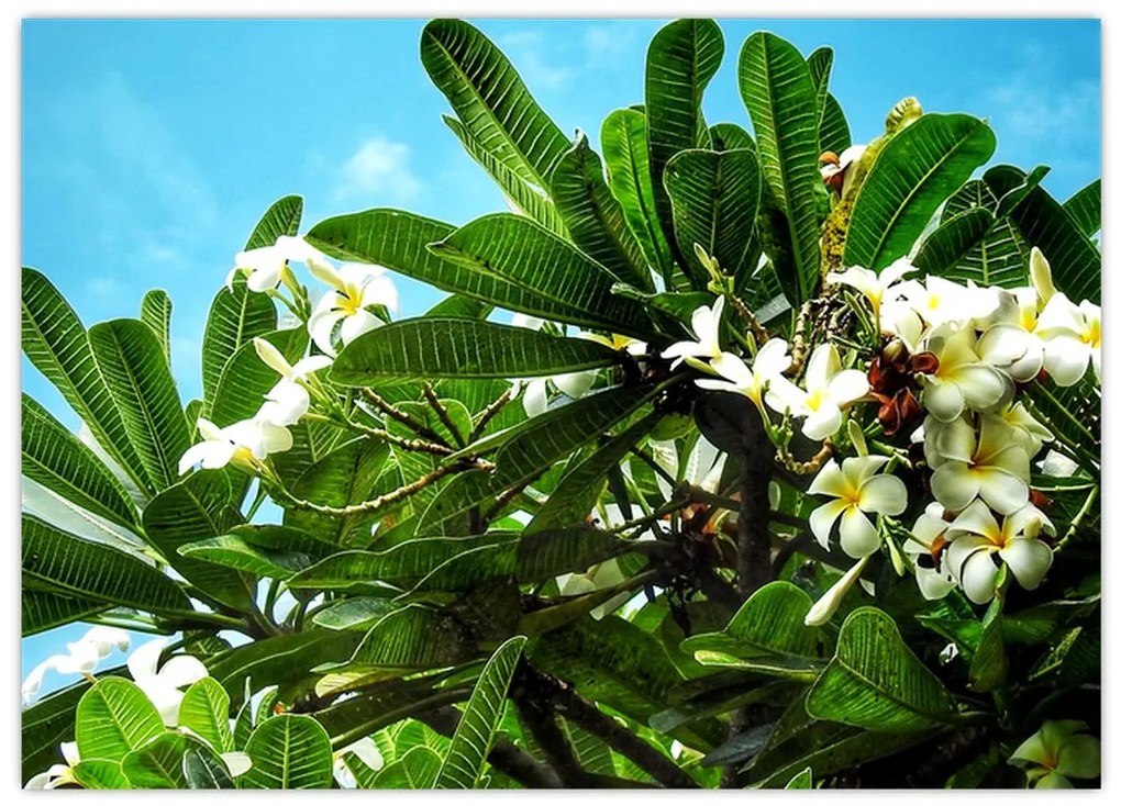 Tablou pe sticlă - Plumeria (70x50 cm)