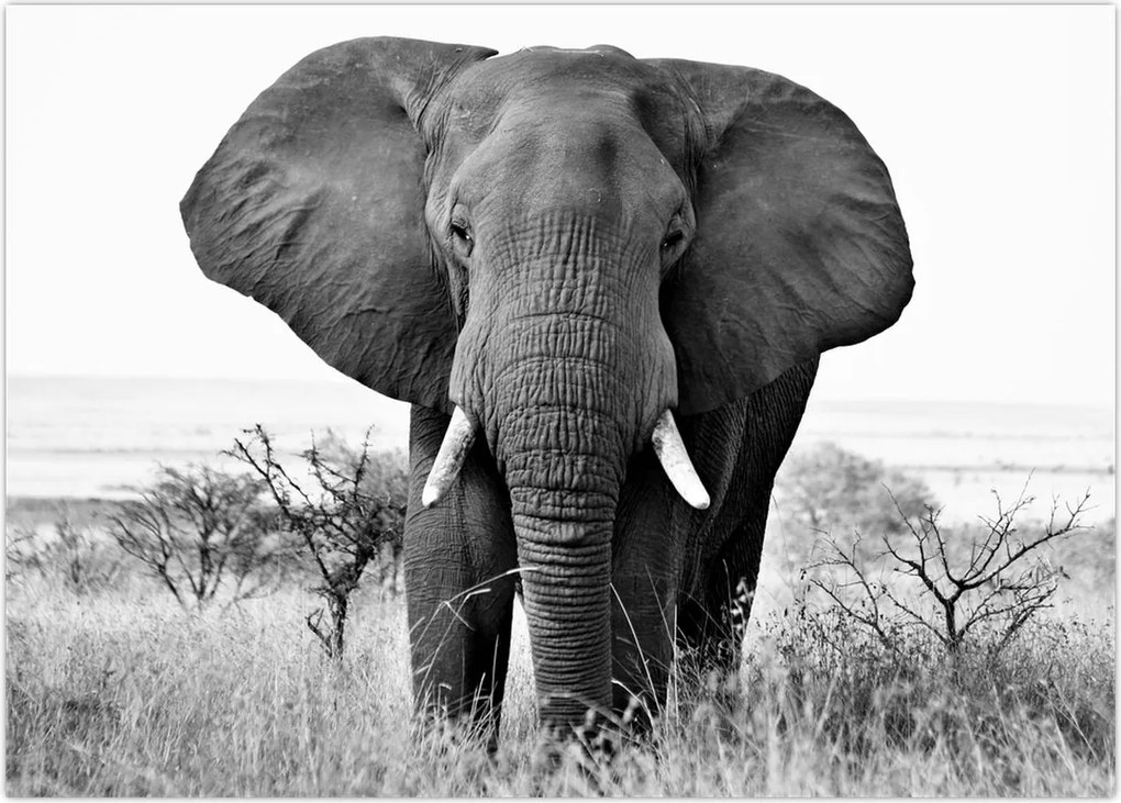 Tablou - Elefantul african II. (70x50 cm)