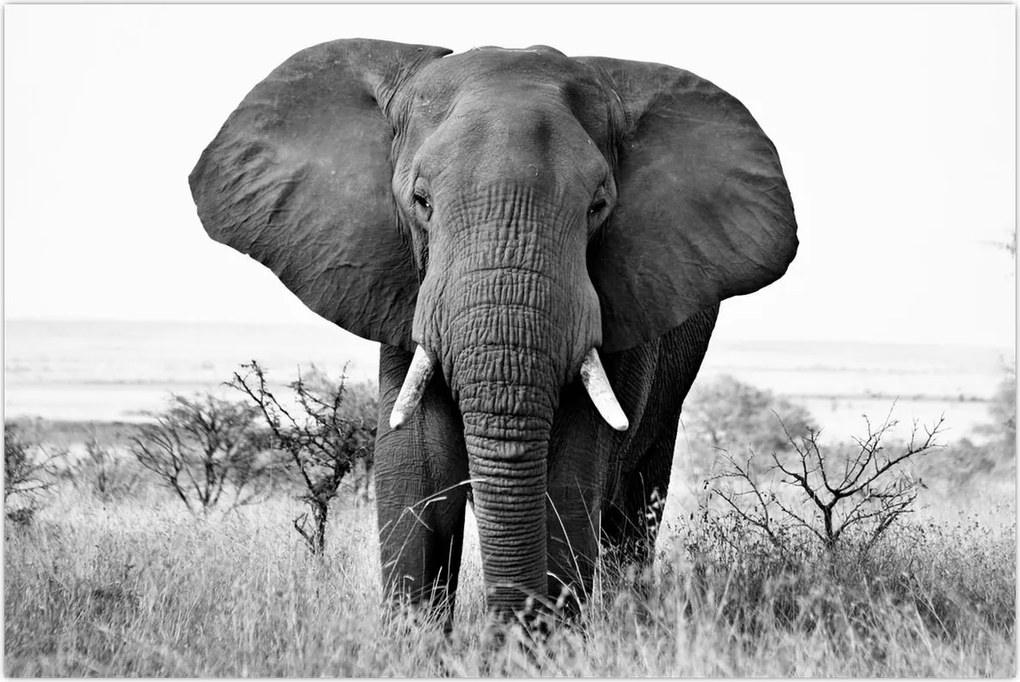 Tablou - Elefantul african II. (90x60 cm)