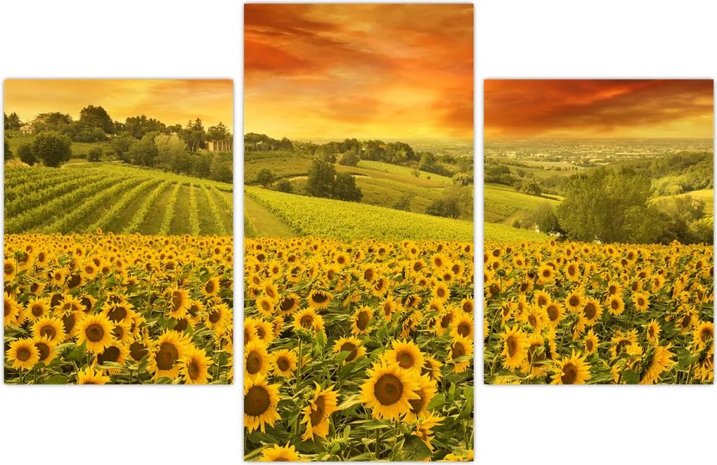 Tablou - Câmp de floarea-soarelui (90x60 cm)