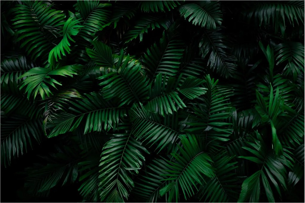 Tablou - Păpădii tropicale (90x60 cm)