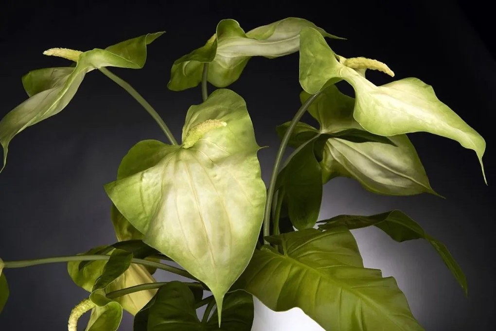 Aranjament floral elegant din anthurium ARRANGEMENT GLAD 1141344.95